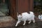A white cat is taking a walk.