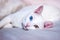 White cat trying to sleep, different colored eyes, pink ears and nose