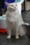 A white cat with twin colored eyes standing on the floor looking away