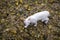 A white cat walk on rock ground