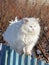 White cat walking on fence