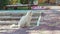 a white cat walks by the pool. stray animals.