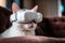 White cat wearing VR headset. AI generated portrait of cat in virtual reality glasses