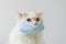 White cat wears face mask for COVID-19