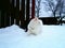 White cat and a winter time