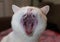 White cat yawns