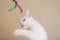 A white cat with yellow eyes plays with feathers on a string.