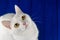 White cat with yellow eyes starring at camera. Cute, cat, white on a colored blue background. Hungry cat near empty bowl