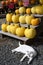 White Cat with Yellow Pumpkins