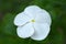 White Catharanthus flower