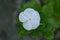 White Catharanthus flower, Catharanthus sp.