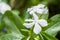 White Catharanthus Roseus