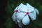 White Catharanthus roseus in black background, flower, top view