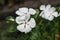 White Catharanthus roseus flower