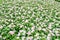 White catharanthus roseus flower in nature garden