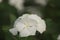 White Catharanthus roseus L. is Tapak Dara Putih