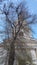 White cathedral chapel behind dark branches of big bare tree