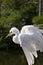 White Cattle Egret