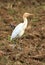 White cattle egret