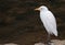 White cattle egret