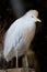 White cattle egret Bubulcus ibis