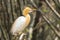 White Cattle egret is found in the bamboo trees lakeside Pokhara Nepal