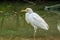 White cattle egret walking through the water, well spread heron around the world