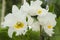 White cattleya orchid