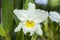 White Cattleya Orchid Flower.