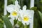 White Cattleya Orchid Flower.