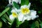 White Cattleya orchid flower selective focus in the garden