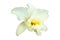White Cattleya orchid have clipping path