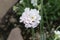 White `Caucasian Rock Jasmine` flower - Androsace Albana