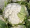 White cauliflower on sale in the grocery stall in winter