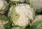 White cauliflower on sale in the organic vegetable market stall