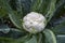 A white cauliflower surrounded by its leaves in a planted field