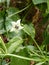 white cayenne pepper flowers among the leaves