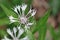 White centaurea flower close up