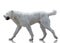 White Central Asian shepherd dog goes isolated on white background