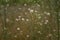 White cephalaria leucantha, Meadow. morning sunrise Wild flowers and plants sunset, Autumn field background wallpaper bushgrass