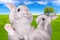 White ceramic bunnies on natural background