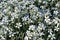 White cerastium blooming flowers, organic background