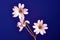 White cerastium flower