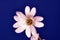 White cerastium flower