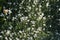 White cerastium flowers seen from above move in the wind. Spring flowering of small flowers