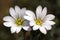 White Cerastium tomentosum flowers