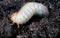 White chafer grub against the background of the soil. Larva of the May beetle.