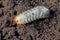 White chafer grub against the background of the soil. Larva of the May beetle. Agricultural pest