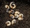 White chafer grub against the background of the soil. Larva of the May beetle. Agricultural pest.