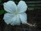 White chaina rose